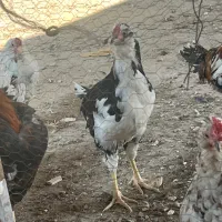 ۲۳عددمرغوخورس گلین فول درجه یک به شرط|حیوانات مزرعه|ابریشم, |دیوار