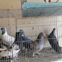 کبوتر نر پریده|پرنده|کرمان, |دیوار