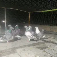 کفتر پلاکی پرشی|پرنده|شیراز, کرونی(خاتونک)|دیوار