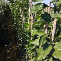 فروش انواع نهال مرکبات ۱۰۰ درصد تضمینی در رقم