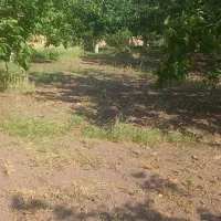 باغ گردو