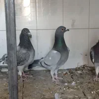 کفتر . پلاکی . مسافتی|پرنده|بهرمان, |دیوار