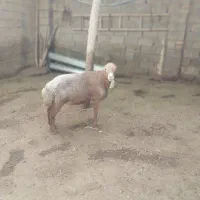 قوچ مغان|حیوانات مزرعه|دینور, |دیوار