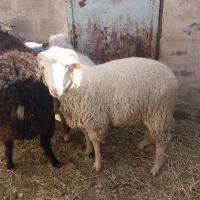 نری پاکستانی .بز پاکستانی .بره نر سبک و نژاد دار|حیوانات مزرعه|رفسنجان, |دیوار