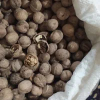 گردو خشک|خوردنی و آشامیدنی|شیراز, سعدیه جنوبی|دیوار