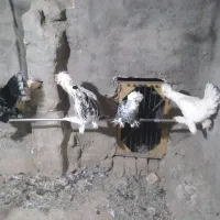 مرغ و خروس سلطان و جوجه لاری