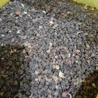 بذر چای ترش (قرمز)