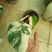 انواع گل و گیاه آپارتمانی