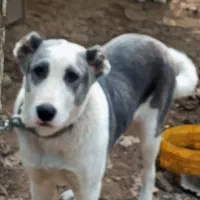 واگذاری سگ آلابای پنج ماهه ماده|سگ|شاندرمن, |دیوار