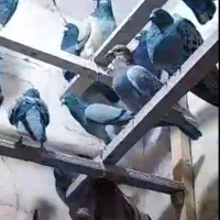 فروش کبوتر پلاکی