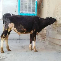 گوساله نر هلشتان برا پروار