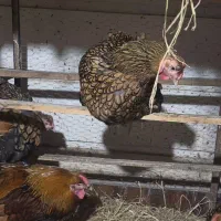 جوجه برهما لهستانی ایام سمانی ویاندوت مرغ وخروس|حیوانات مزرعه|رشت, توشیبا|دیوار