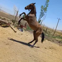 اسب