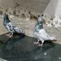 کبوتر پاکستانی پرشی|پرنده|یاسوج, |دیوار