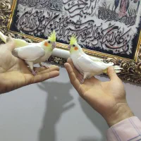 عروس هلندی