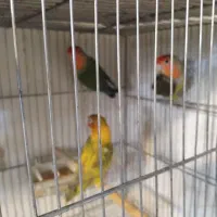 کوتوله .مرغ عشق