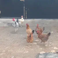 پنج‌ عدد‌ مرغ‌ محلی‌