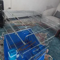 عروس هلندی نر|پرنده|اهواز, کیانشهر|دیوار