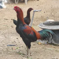 خروس لاری یک سال