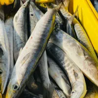 میگو پاک شده دریایی رسید|خوردنی و آشامیدنی|فسا, |دیوار