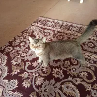فروشی گربه نر 5ماه 8میلون