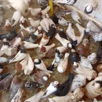 پرنده فروشی تک|پرنده|ابهر, |دیوار