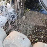 طوقی|پرنده|دهدشت, |دیوار