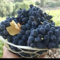 انگور ذغالی سردشت و شانی اصل اصل|عمدهفروشی|شیراز, دکتر حسابی|دیوار