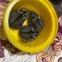 همستر گوگولی