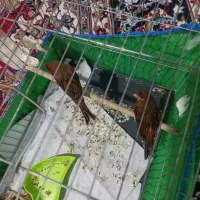 قناری سوخته