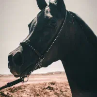 مادیون به همراه کره نر