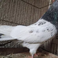 دو عدد کله رنگی سالم سرحال بفروش میرسد