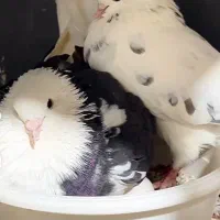 کبوتر  باخت  رفته