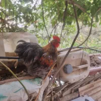 خروس کوشین