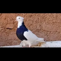 تعدادی کبوتر|پرنده|آباده, |دیوار