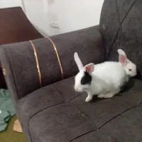 خرگوش باهوش