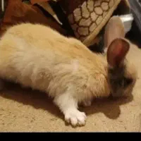 خرگوش