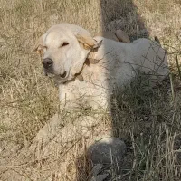 ماده پژدر