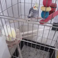 عروس هلندی نرو ماده