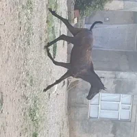 کره اسب 20ماهه