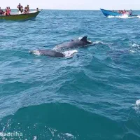 تور گردشگری جزیره قشم|تور و چارتر|قشم, |دیوار