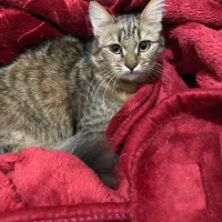 واگذاری رایگان گربه دی ال اچ مهربون|گربه|نوشهر, |دیوار