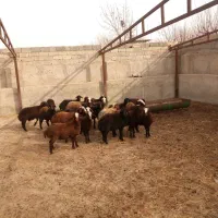 ۲۳عددبره ماده قزل افشار|حیوانات مزرعه|هشتگرد, شهرک راه آهن|دیوار