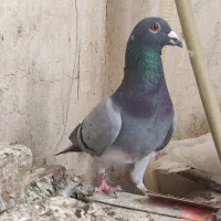 ۵ تا. نر  جوان قیمت مناسب فروشی