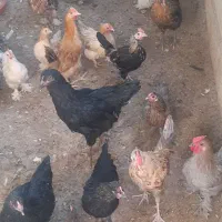 مرغ و خروس و کبوتر ب صورت یکجا|پرنده|اصفهان, همدانیان|دیوار