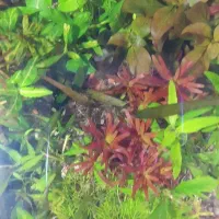 تنگ گیاهی طبیعی