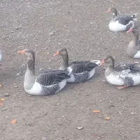 غاز محلی|حیوانات مزرعه|بران, |دیوار