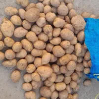 سیب‌زمینی|خوردنی و آشامیدنی|سردرود, |دیوار