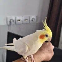 عروس هلندی سخنگو و دستی|پرنده|مهریز, |دیوار