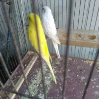 مرغ عشق هلندی|پرنده|مسجد سلیمان, |دیوار